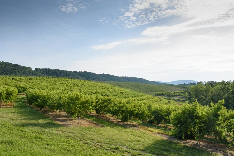 Photo of Scholl Orchards
